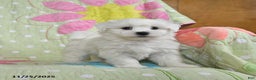 Maltese dogs for sale: Gordon - Ad 2