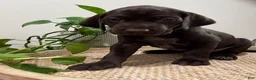 Mixed Breed dogs for sale: Grey - Ad 5