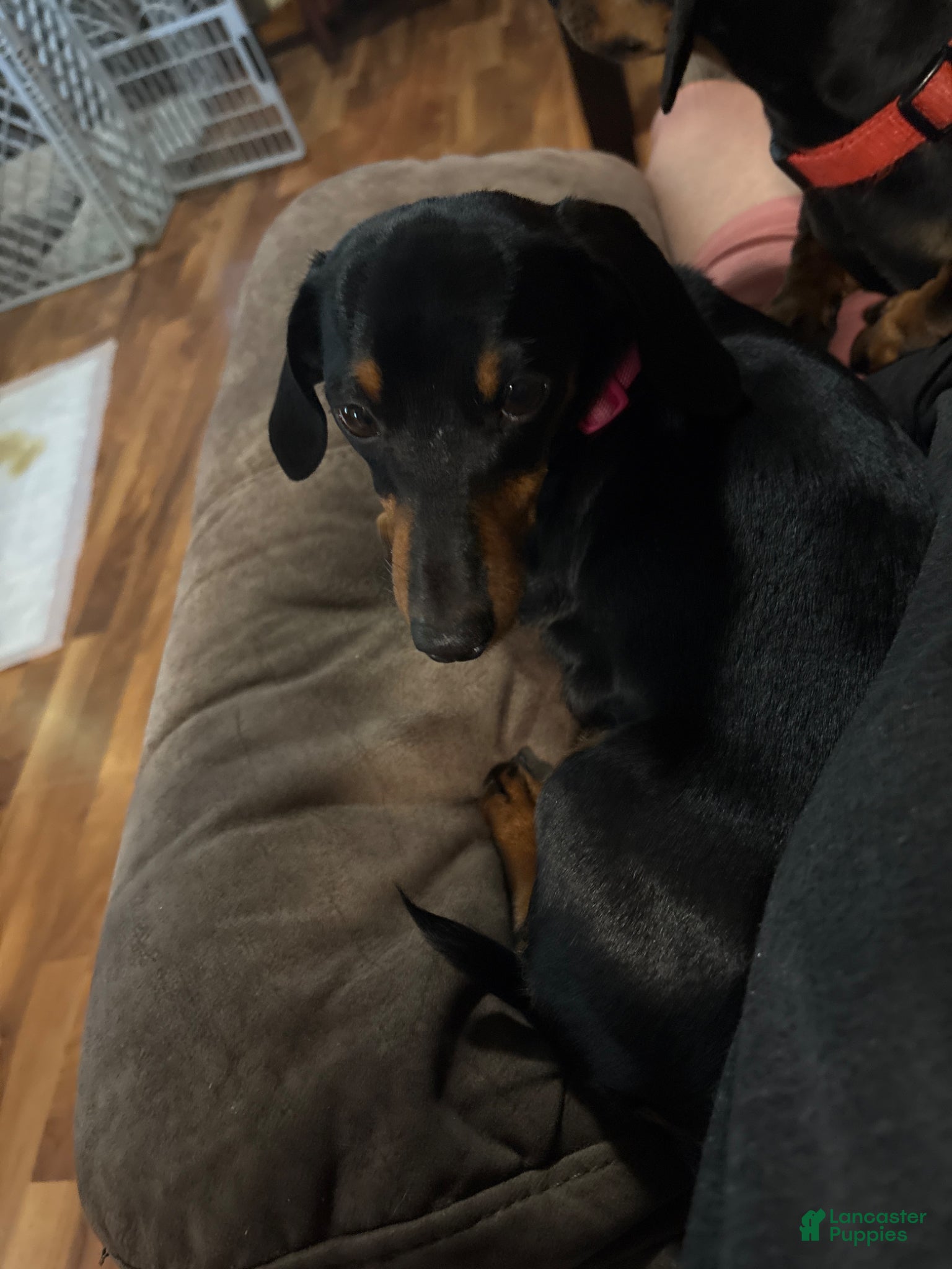 Miniature Dachshund dogs for sale: Miniature Dachshund Puppy 1 - Ad 2
