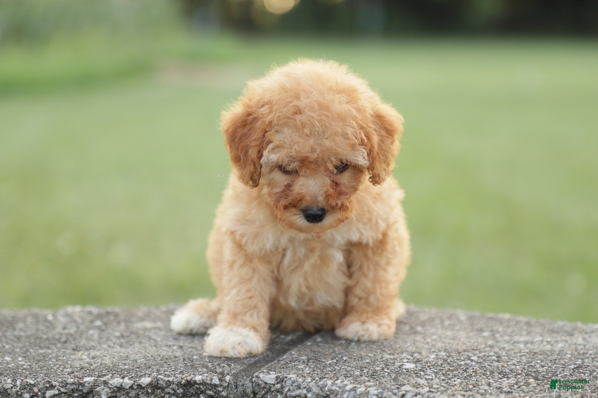 Miniature Poodle dogs Penny - Ad 2