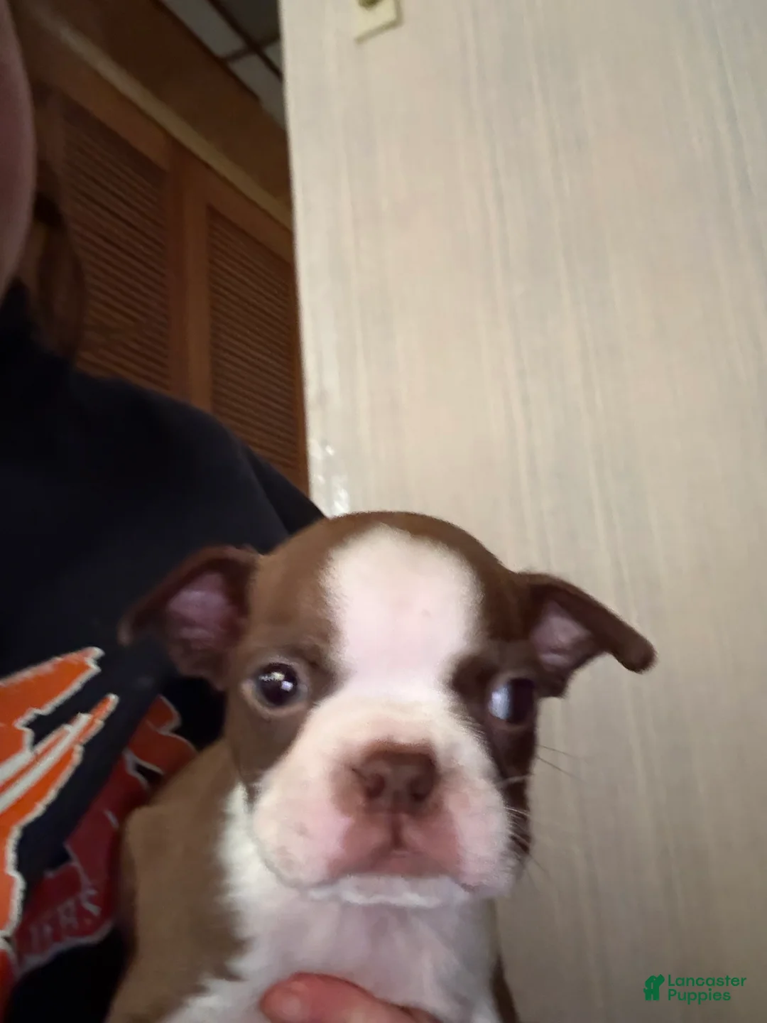 Boston Terrier dogs for sale: Jeanette - Ad 2