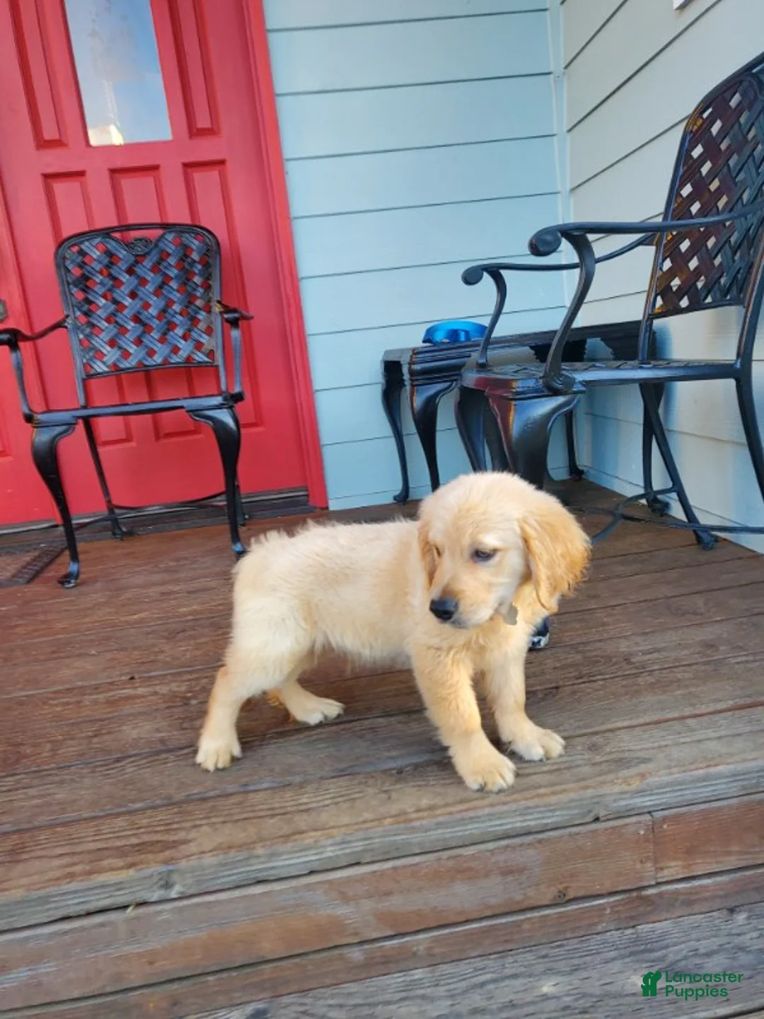 Golden Retriever dogs for sale: Orange Girl - Ad 2