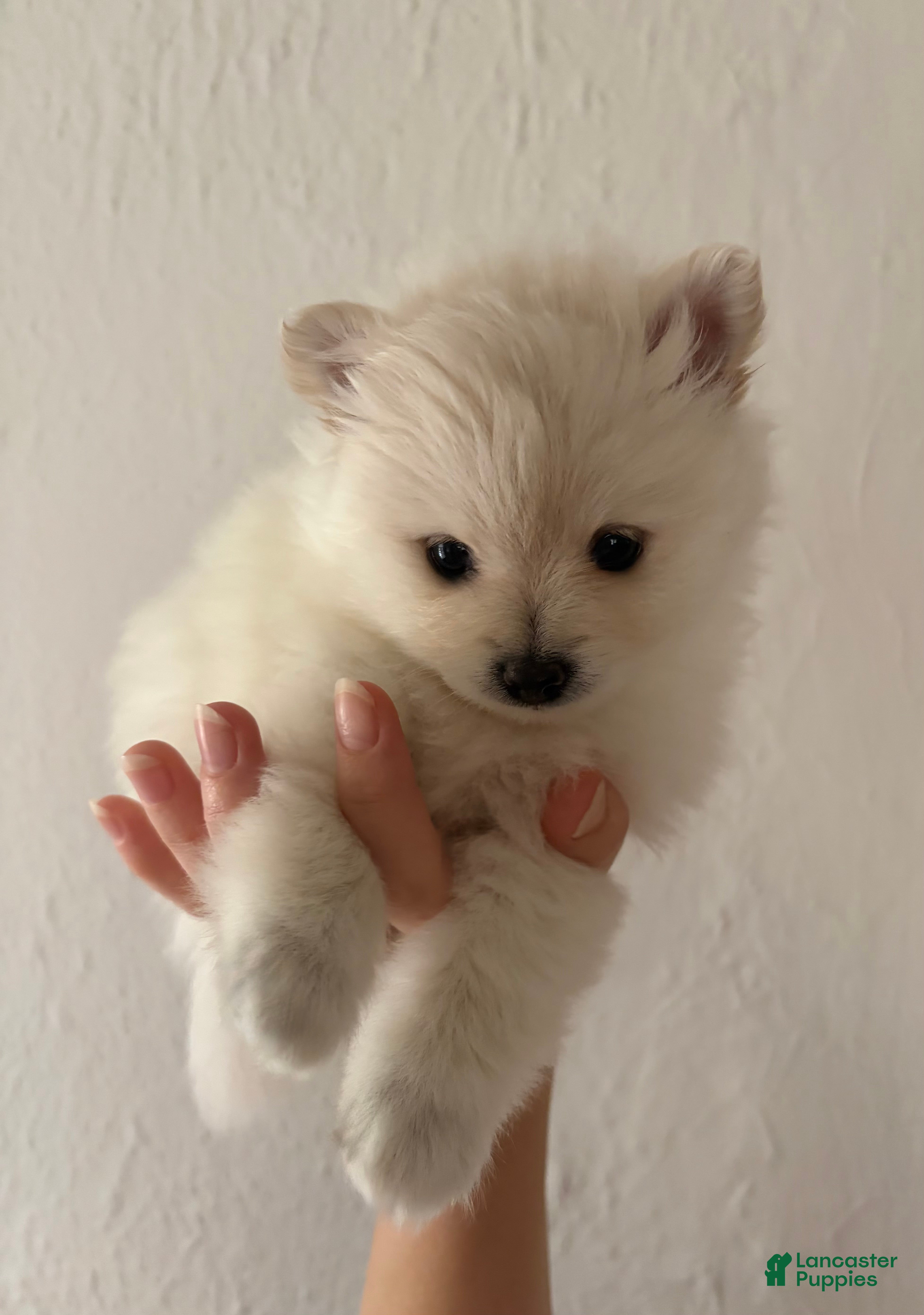 Pomeranian dogs Lace  - Ad 35