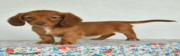 Miniature Dachshund dogs for sale: Keshia - Ad 4