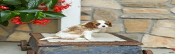 Cavalier King Charles Spaniel dogs for sale: AKC Wyatt - Ad 3