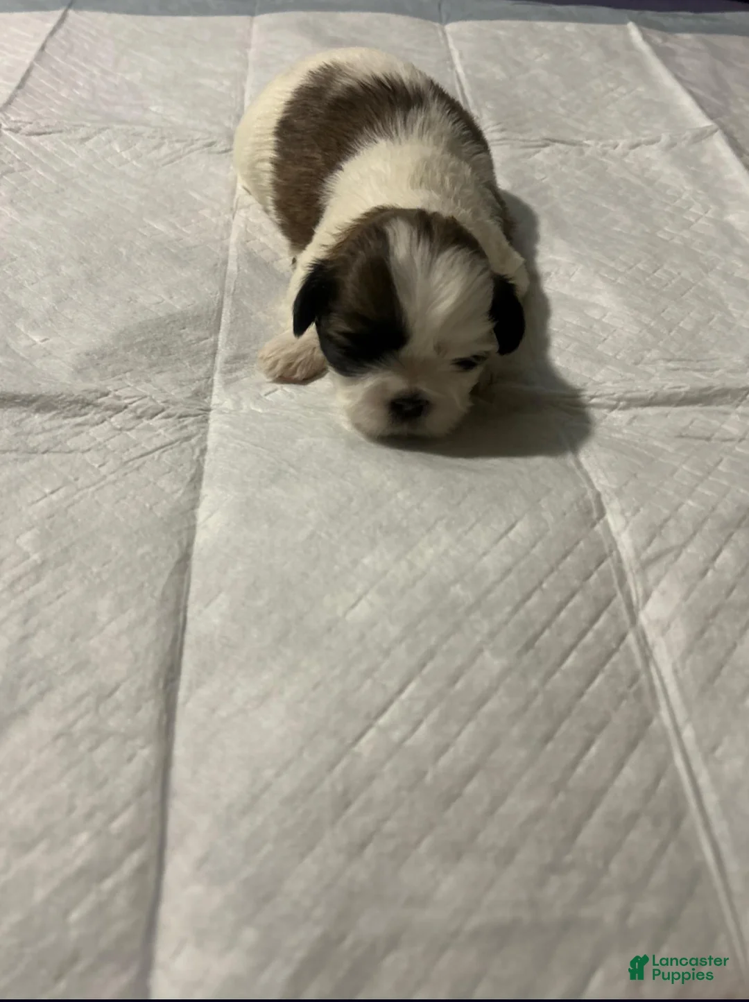 Shih Tzu dogs for sale: Sandy - Ad 1