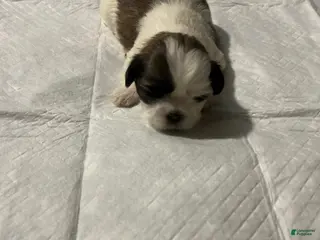 Shih Tzu dogs Sandy - Ad 1