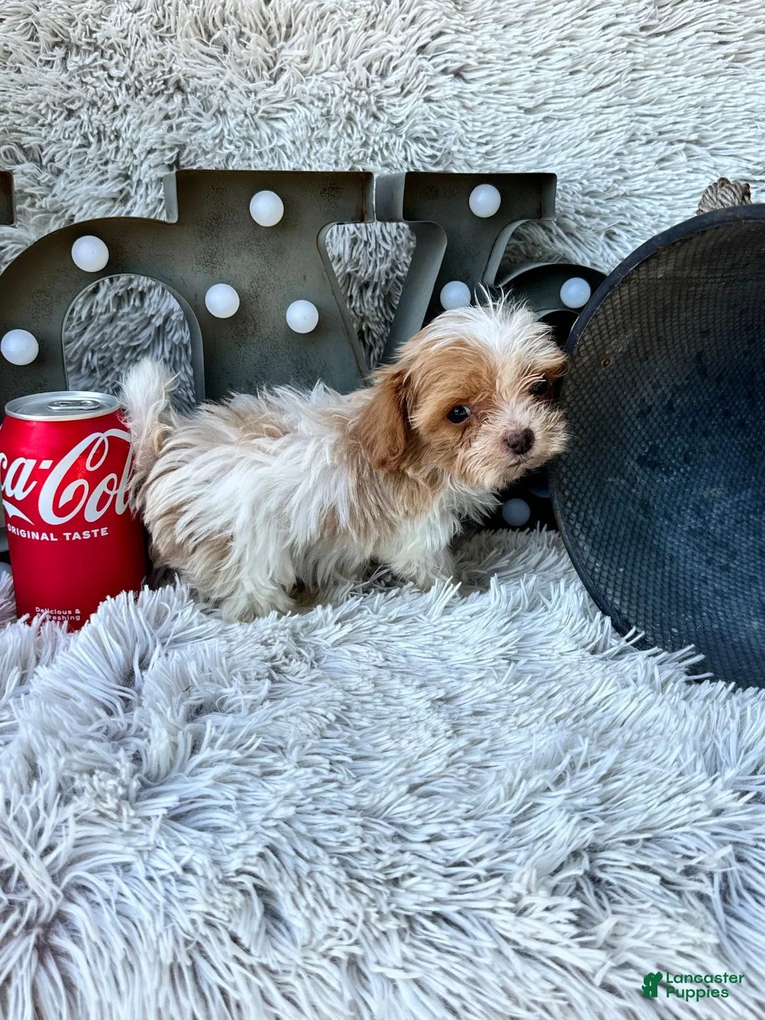 Cavapoo dogs for sale: Acorn - Ad 8