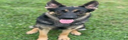 German Shepherd dogs for sale: Steve  - Ad 2