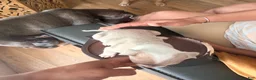 Mixed Breed dogs for sale: coco - Ad 3
