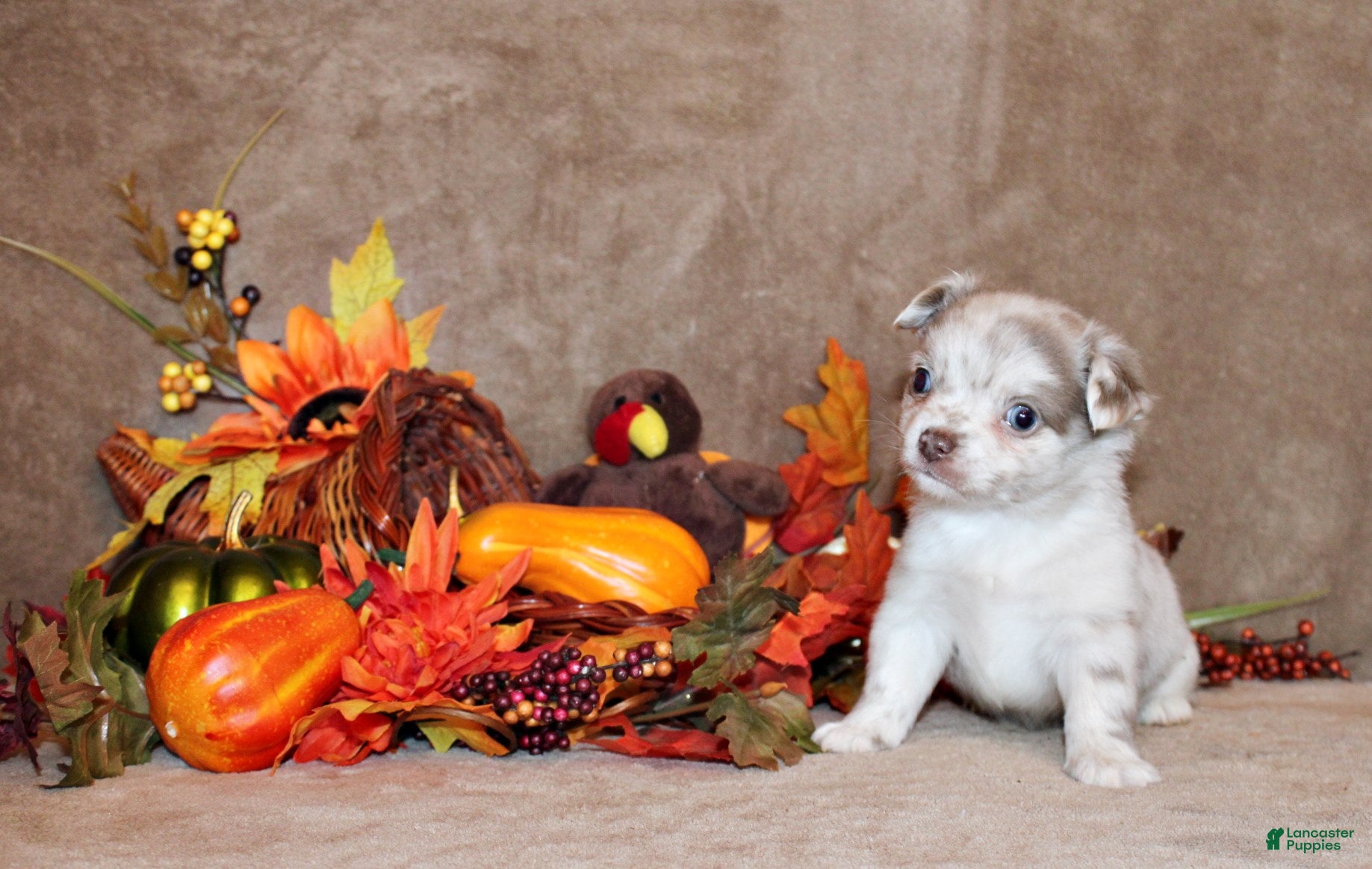 Chihuahua dogs Nishi - Ad 4