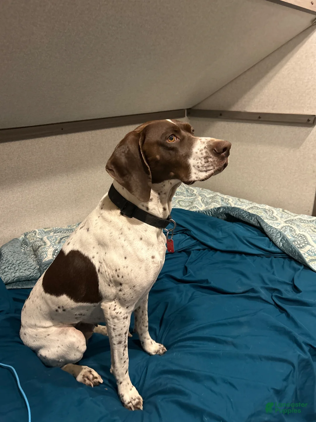 German Shorthaired Pointer dogs for sale: German Shorthaired Pointer Puppy 9 - Ad 2