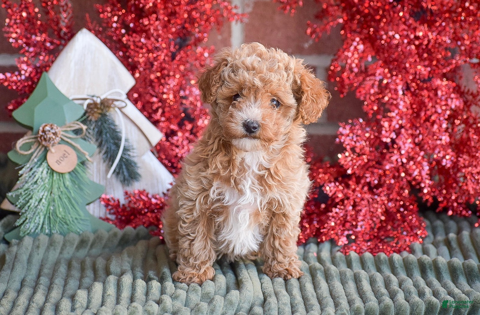 Toy Poodle dogs Rebecca - Ad 23