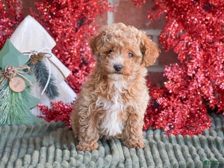 Toy Poodle dogs Rebecca - Ad 34
