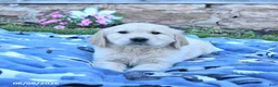 Golden Retriever dogs for sale: Blizzard - Ad 3
