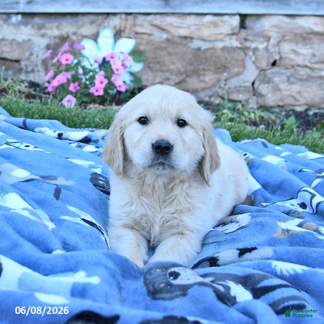 Golden Retriever dogs for sale: Blizzard - Ad 3