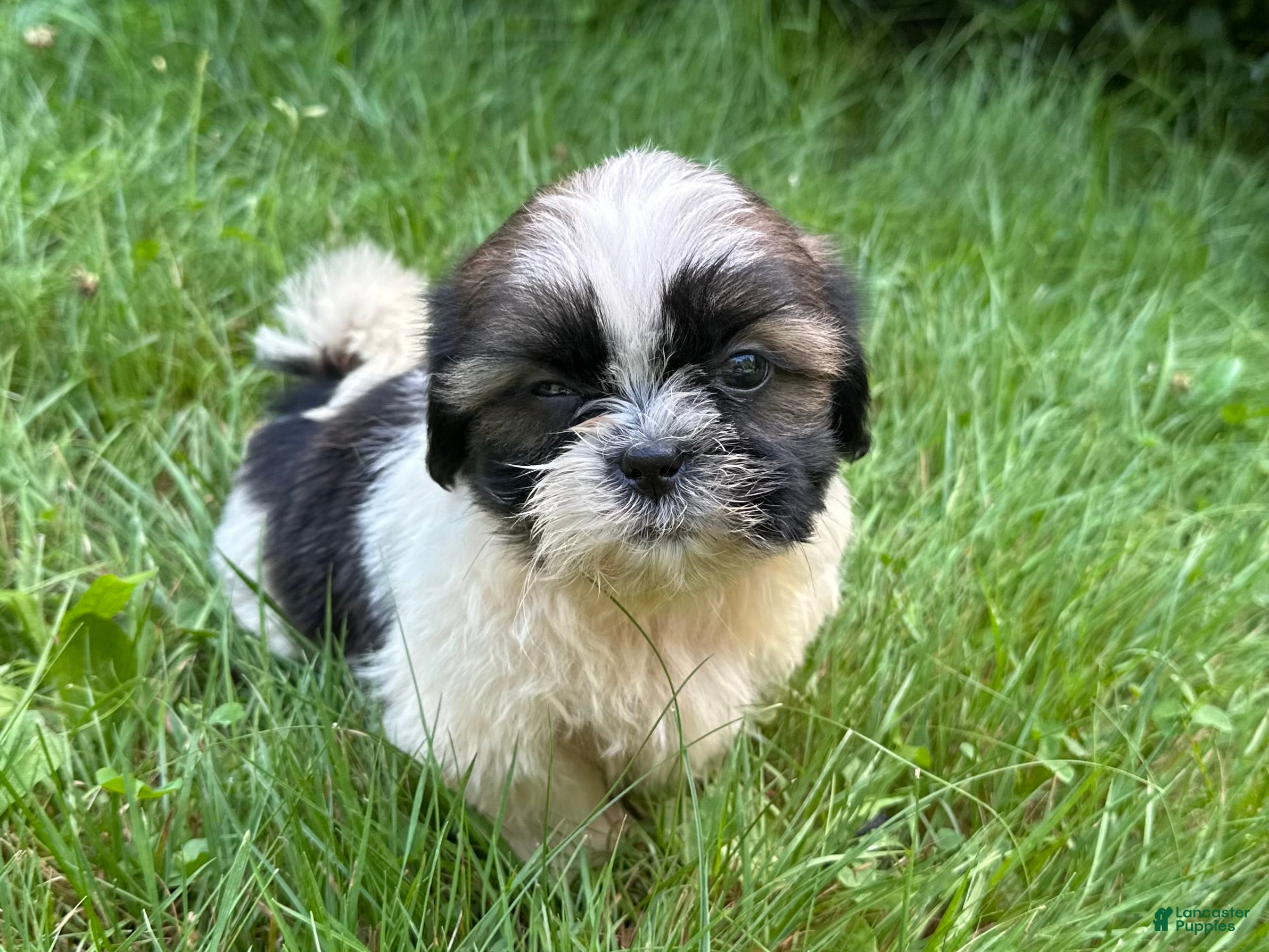 Shih Tzu dogs Shih Tzu 4 - Ad 1
