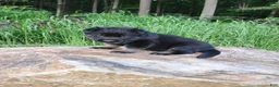 German Shepherd dogs for sale: German Shepherd 7 Trek - Ad 3