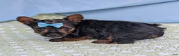 Yorkshire Terrier dogs for sale: Blueberry - Ad 6