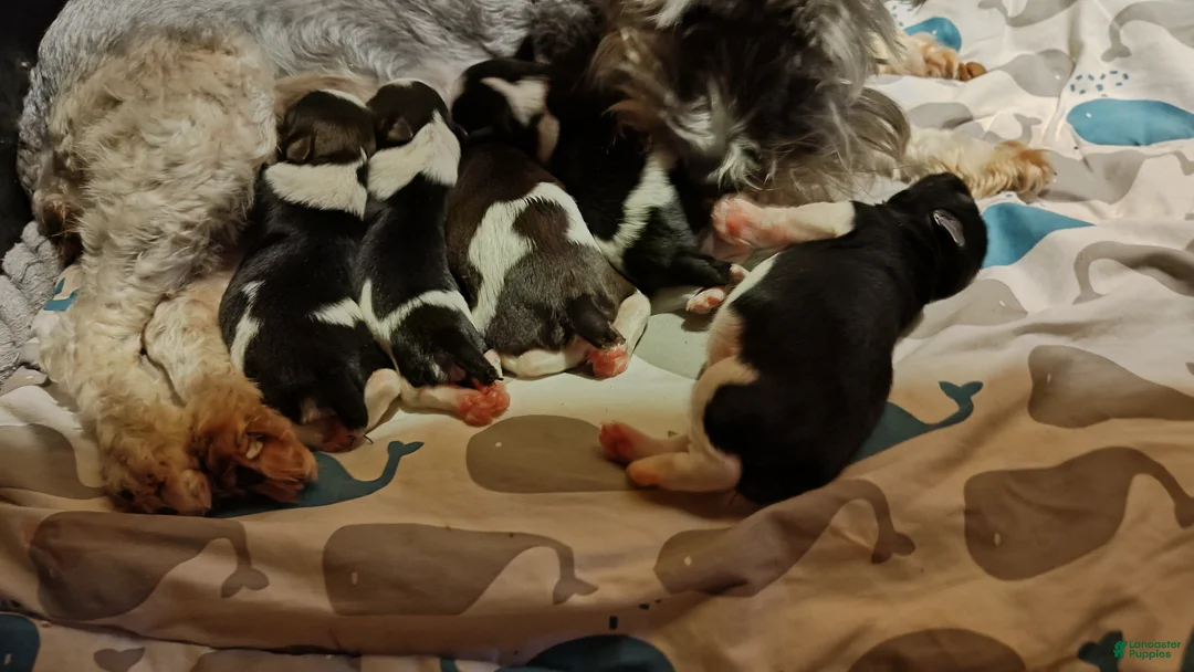 Miniature Schnauzer dogs for sale: Miniature Schnauzer Boy 1 - Ad 11