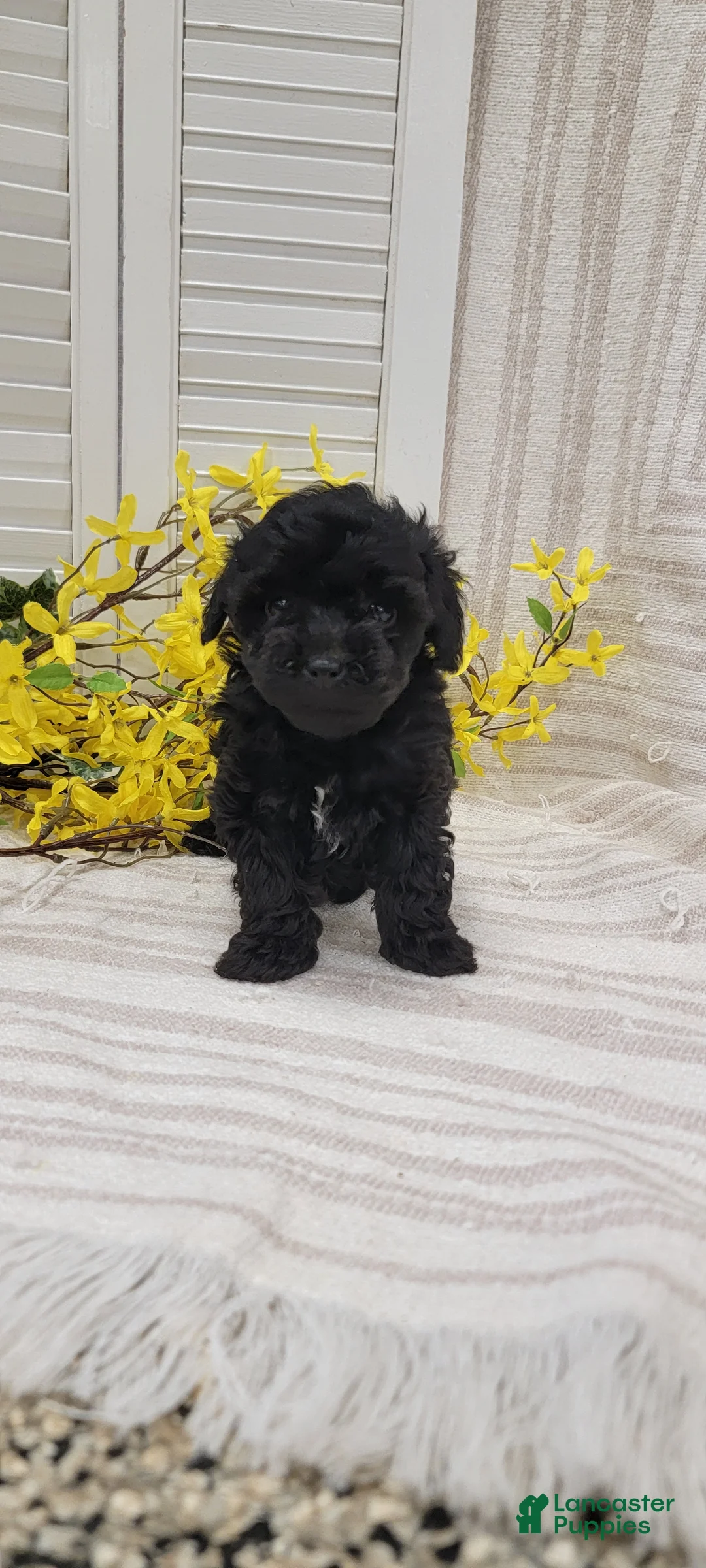 Toy Poodle dogs for sale: Robin - Ad 1