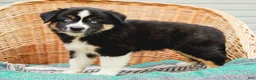 Miniature Australian Shepherd dogs for sale: Miley - Ad 6