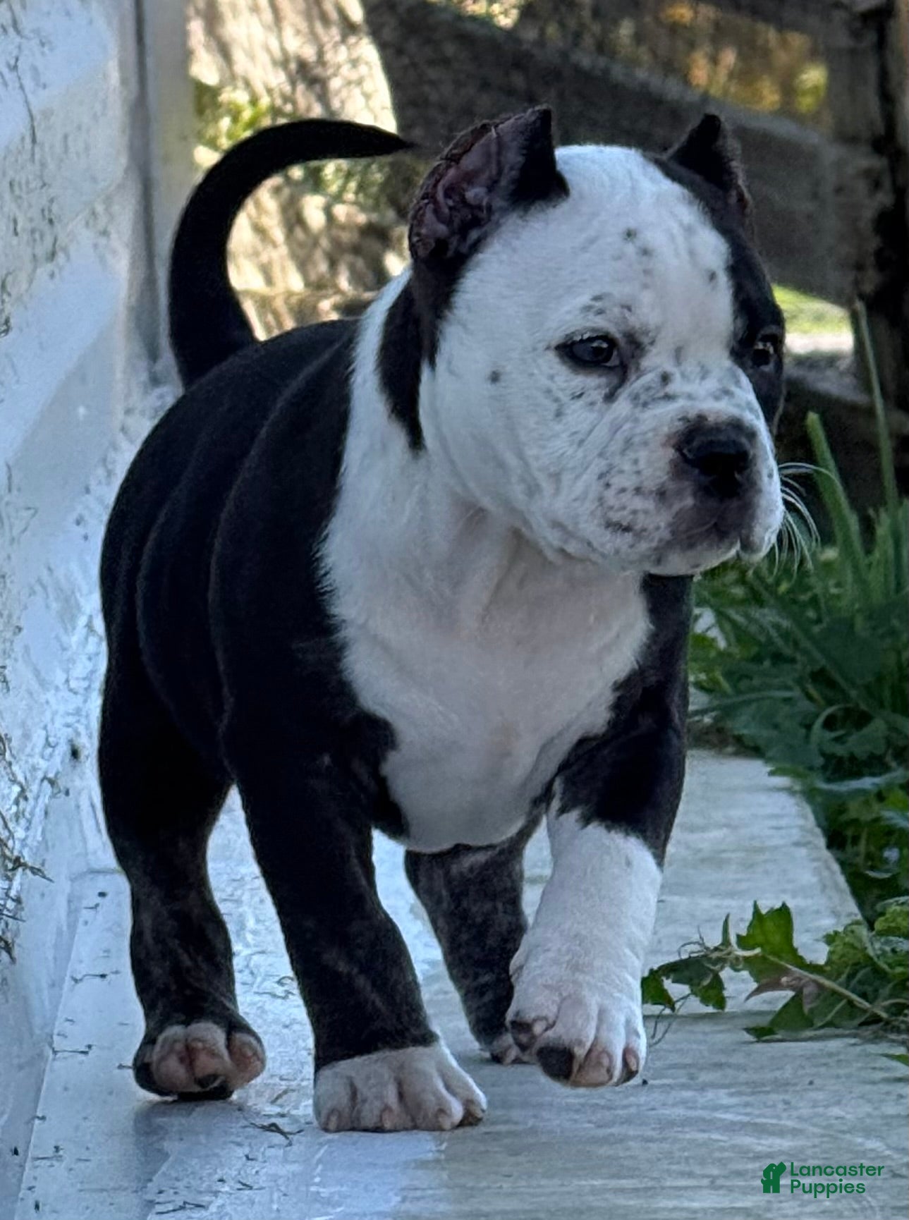 American Bully dogs for sale: Black Ticked Trindle 1  - Ad 1