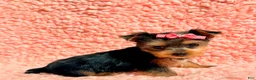 Yorkshire Terrier dogs for sale: Ella teacup  - Ad 1