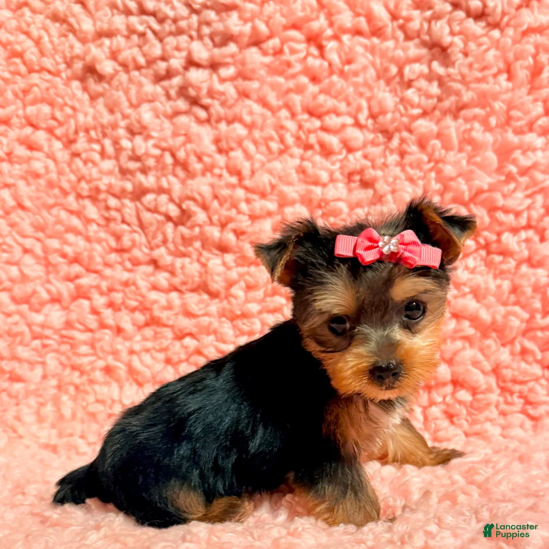 Yorkshire Terrier dogs for sale: Ella teacup  - Ad 1