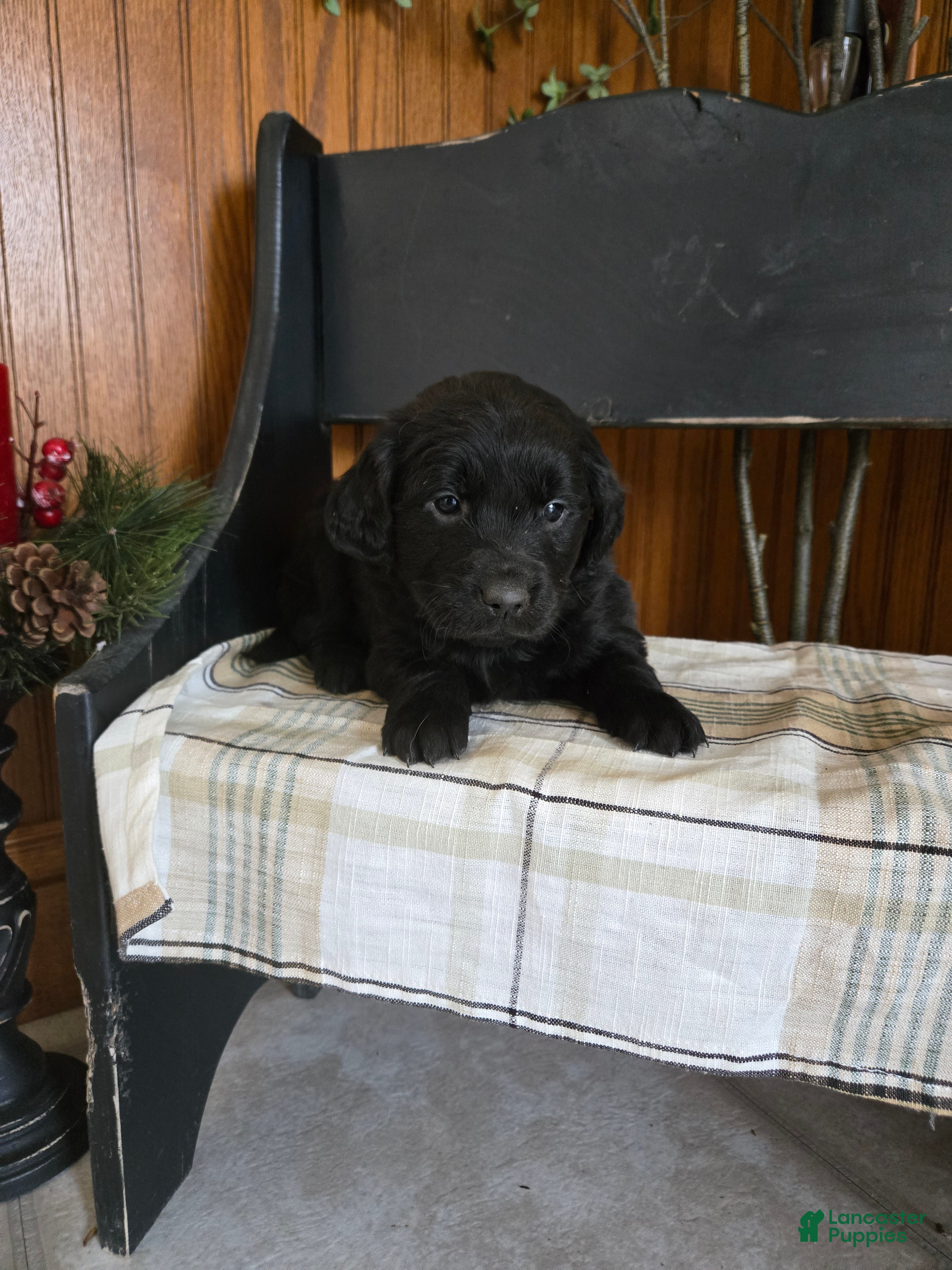 Goldador dogs Stella  - Ad 12