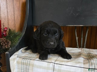 Goldador dogs Stella - Ad 12