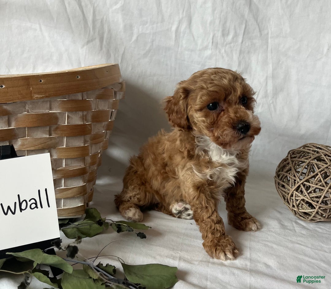 Maltipoo dogs for sale: Snowball - Ad 2