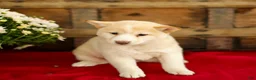 Shiba Inu dogs for sale: Cora - Ad 4