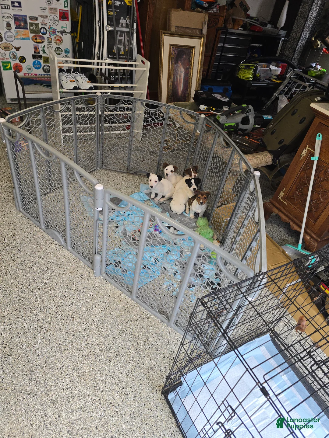 Jack Russell Terrier dogs for sale: Jack Russell Terrier Puppy 2 - Ad 1