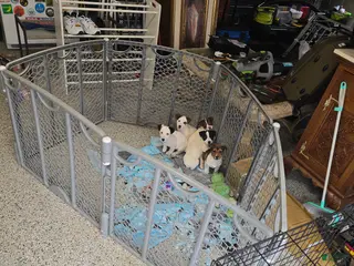 Jack Russell Terrier dogs for sale: Jack Russell Terrier Puppy 2 - Ad 2