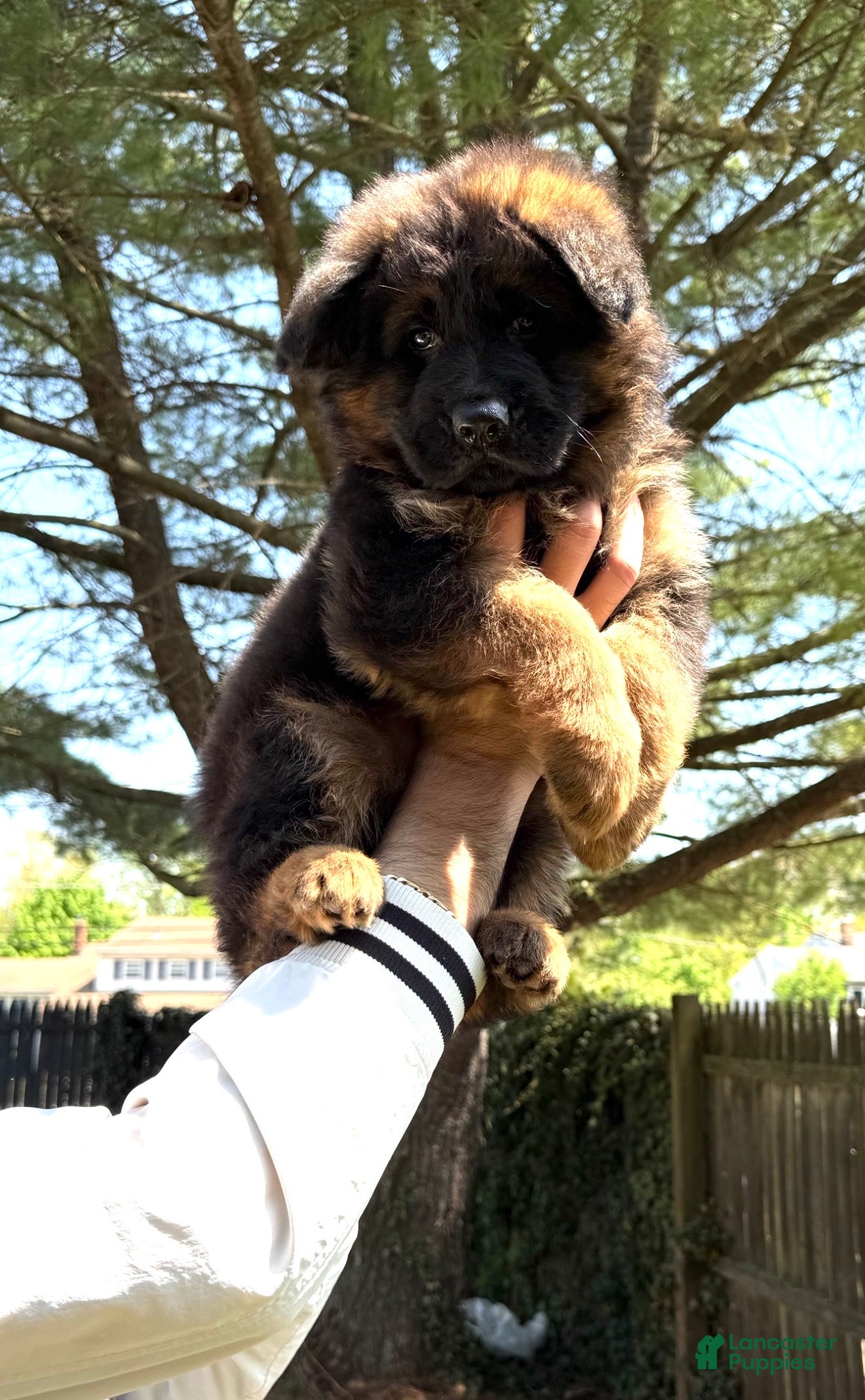 German Shepherd dogs Xena - Ad 2