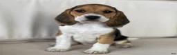 Beagle dogs for sale: Female 1 - Ad 3