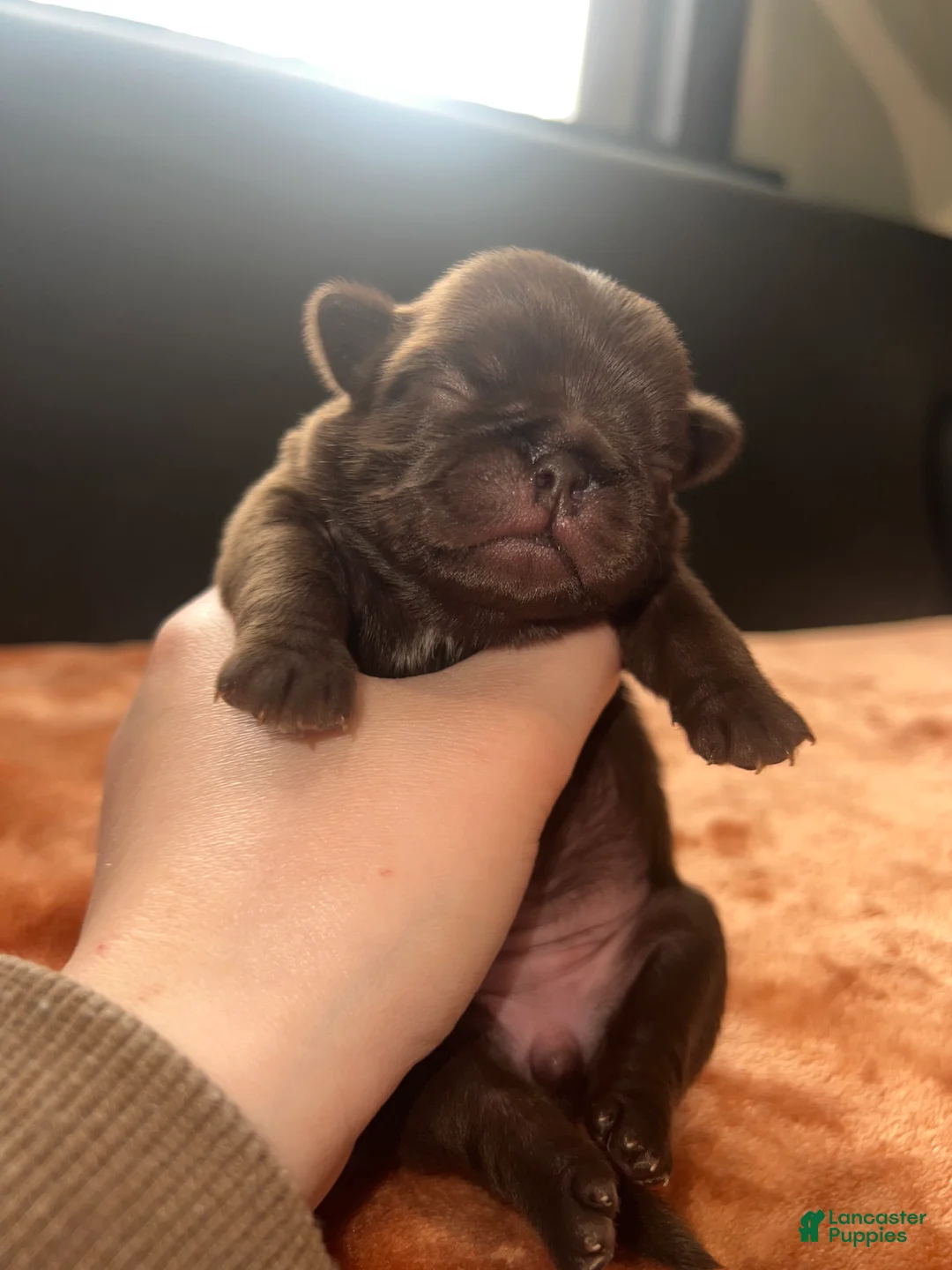 Pug dogs for sale: Lila  - Ad 1