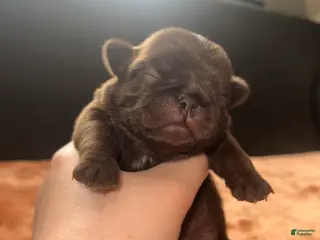 Pug dogs for sale: Lila - Ad 2
