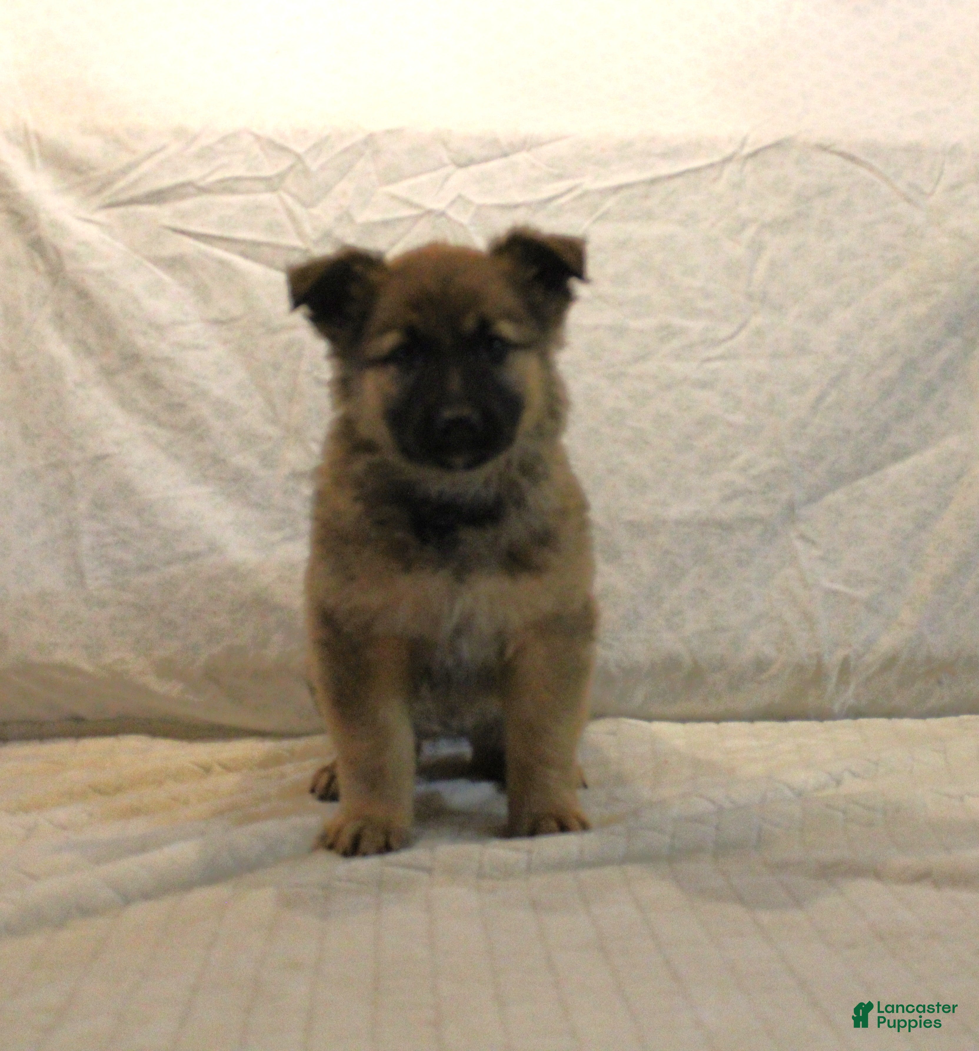Mixed Breed dogs Lady - Ad 18