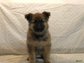 Mixed Breed dogs Lady - Ad 41