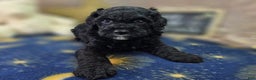 Cockapoo dogs for sale: Crescent - Ad 20