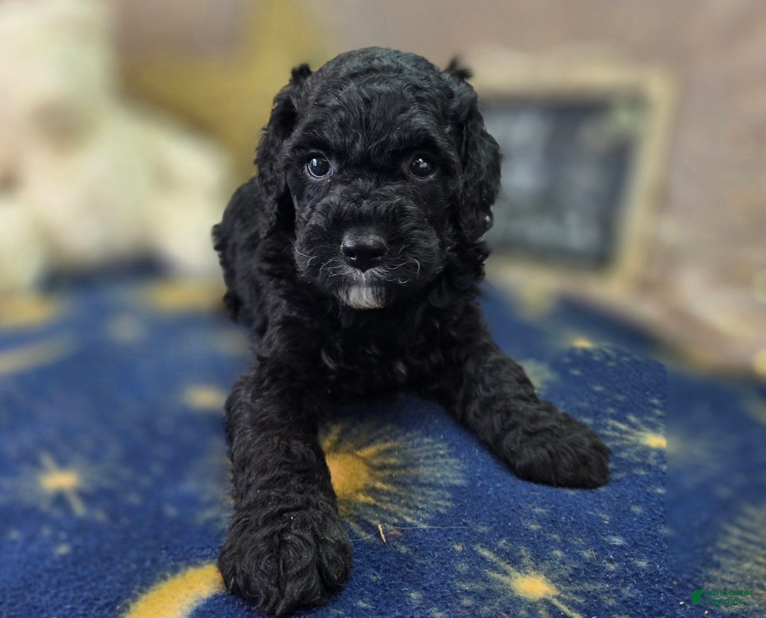 Cockapoo dogs for sale: Crescent - Ad 20