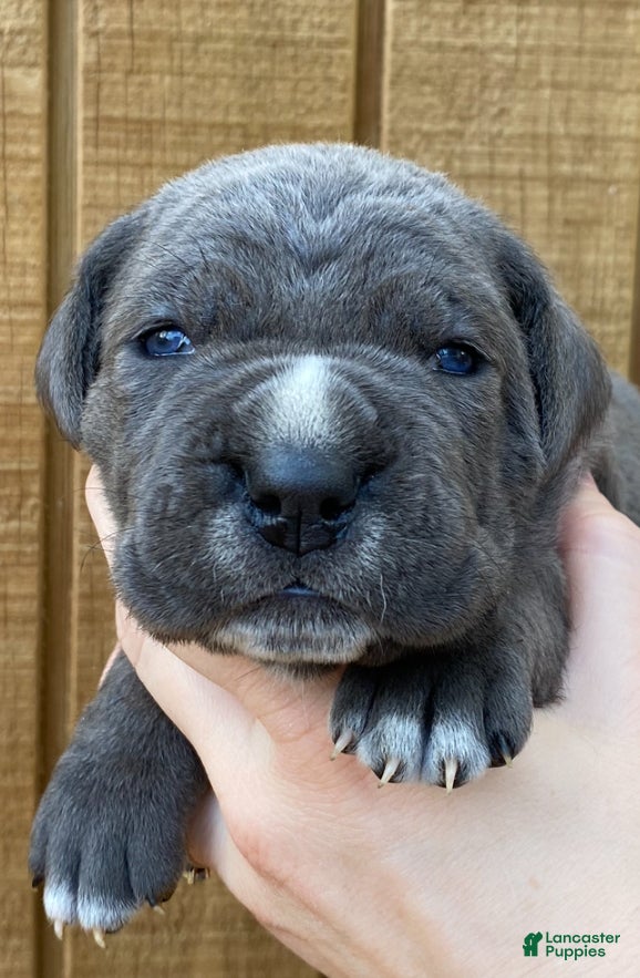 Cane Corso dogs Cane Corso Puppy 1 - Ad 2