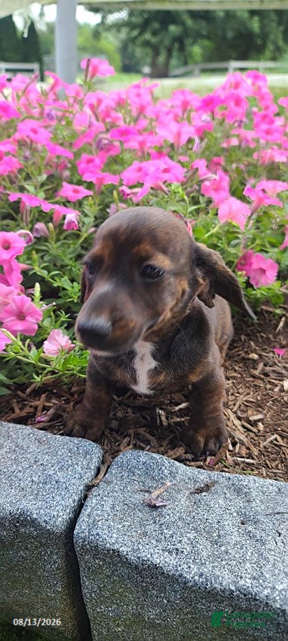Miniature Dachshund dogs Dustin - Ad 1