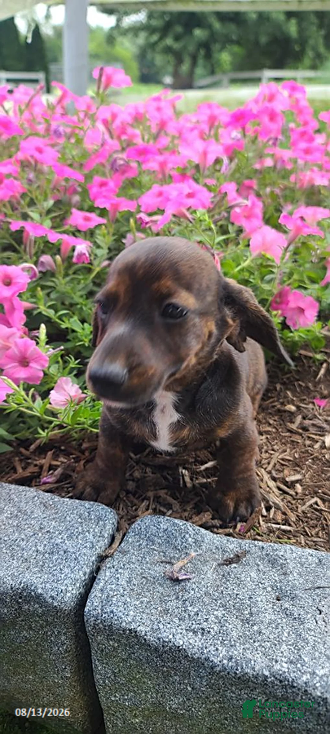 Miniature Dachshund dogs for sale: Dustin - Ad 1