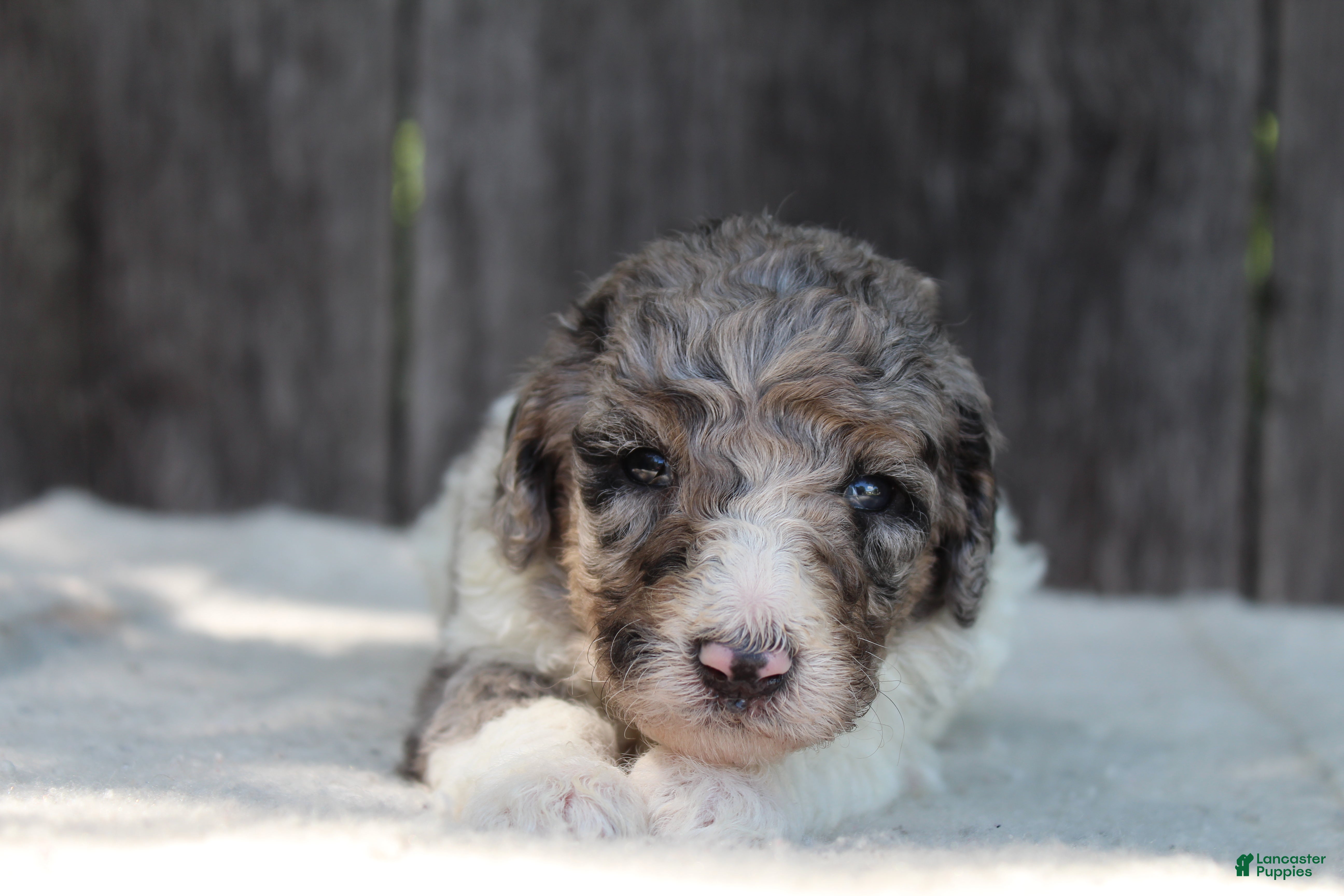 Standard Poodle dogs for sale: Clover AKC standard poodle - Ad 6