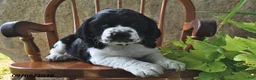 English Springer Spaniel dogs for sale: Whoopie Pie  - Ad 3