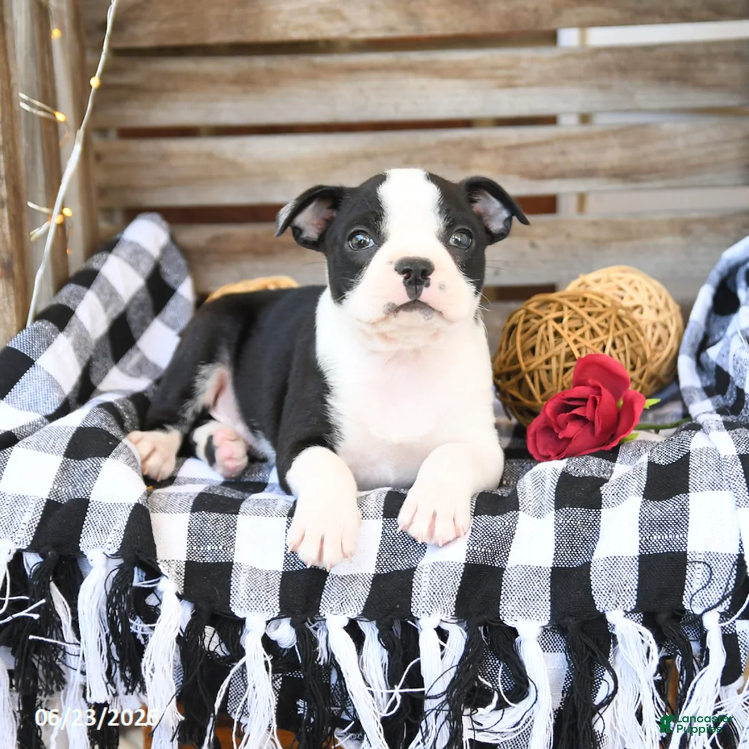 Boston Terrier dogs for sale: Zeb  - Ad 3