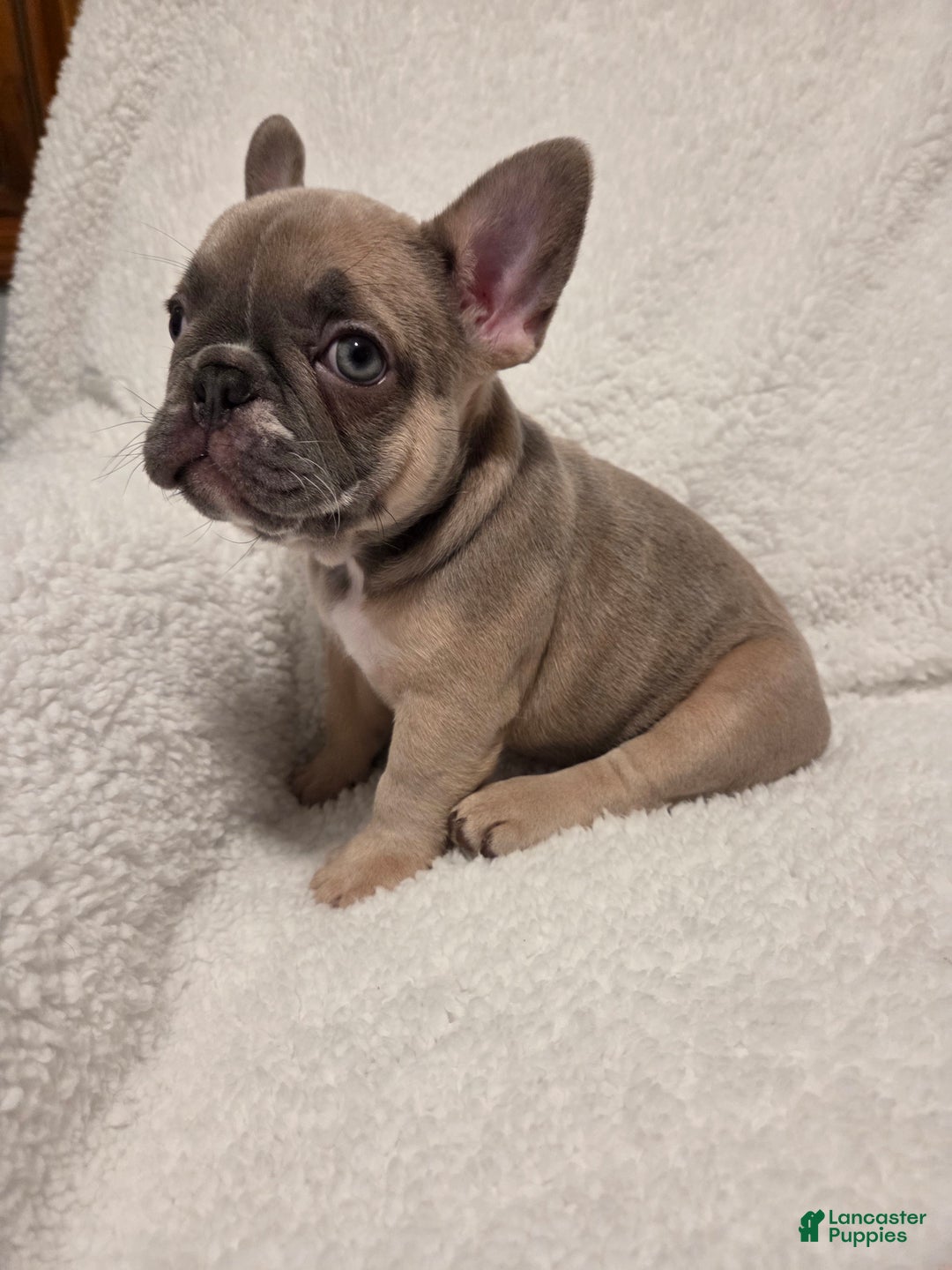 French Bulldog dogs for sale: French Bulldog Puppy 3 - Ad 5